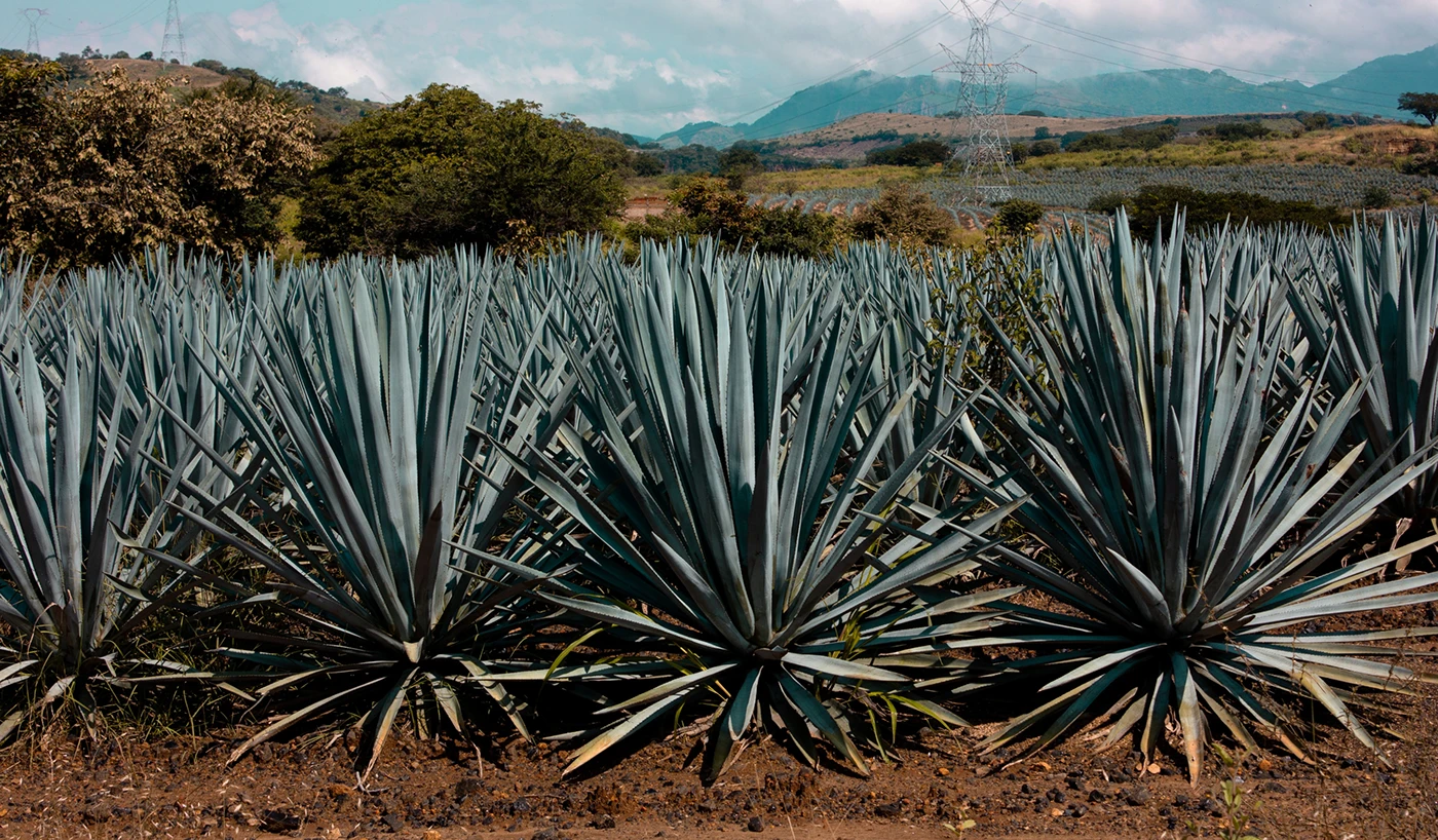 Dia Nacional del Tequila Poster and Bottle Illustration