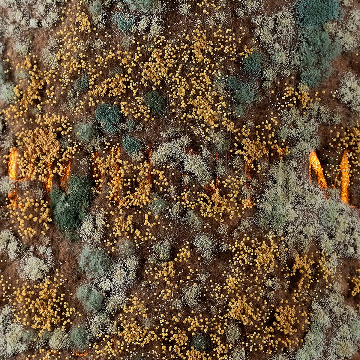 Macro view of the living label: dense gold and blue-grey mould colonies across the dark label surface, fragments of gold lettering at the edges