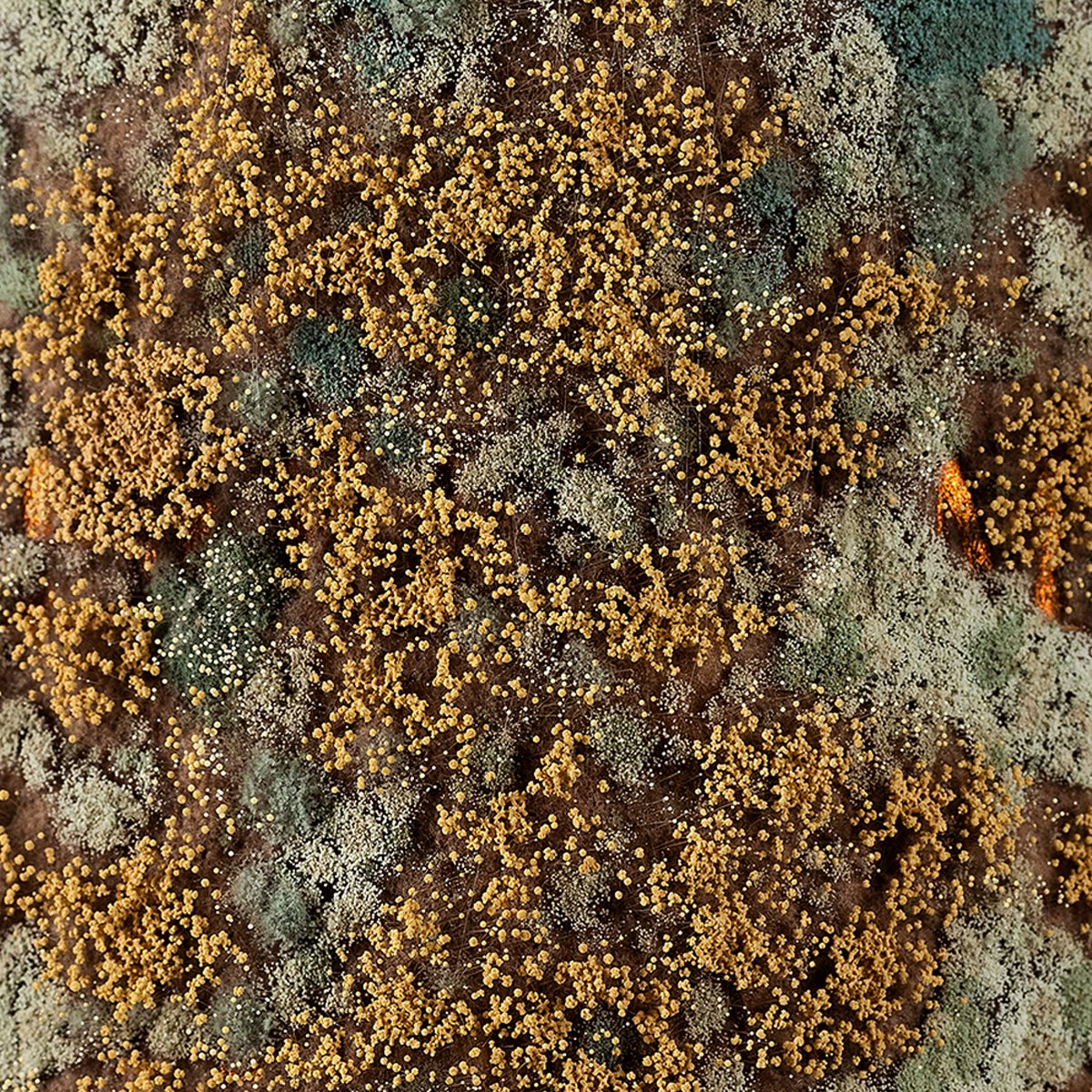 Extreme close-up of the mould bloom: gold and white colonies spreading across the label like a microscopic landscape