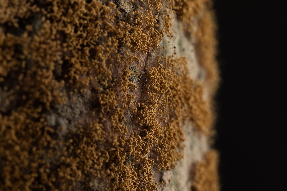 Detail of gold and pale mould colonies growing over the dark label surface