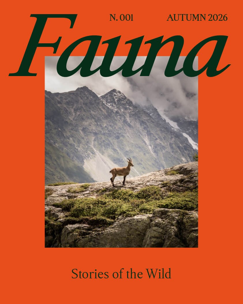 'Fauna' in Michelangelus italic on an orange Stories of the Wild magazine cover mockup