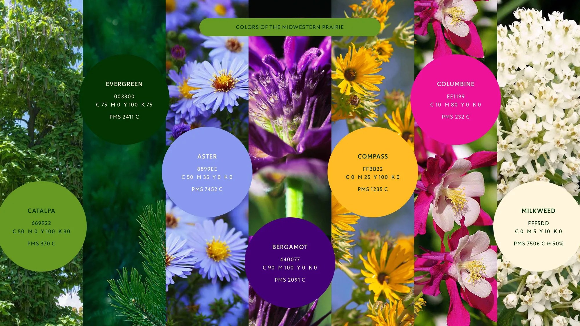 Colors of the Midwestern Prairie palette board with PMS values for catalpa, evergreen, aster, bergamot, compass, columbine, and milkweed