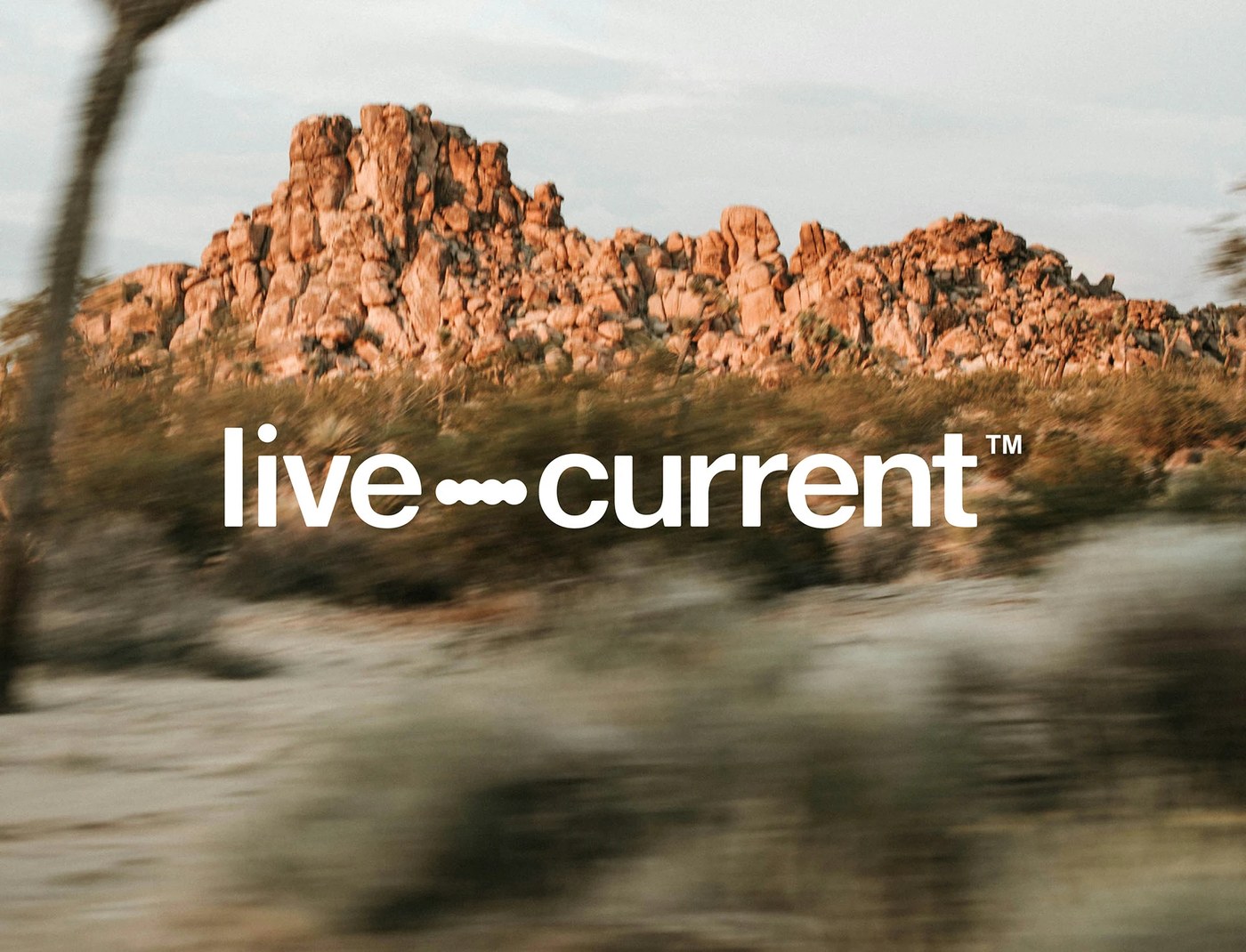 Live Current brand identity system overview and Neue Montreal logotype typography pairing — brand identity by Florian Cornut