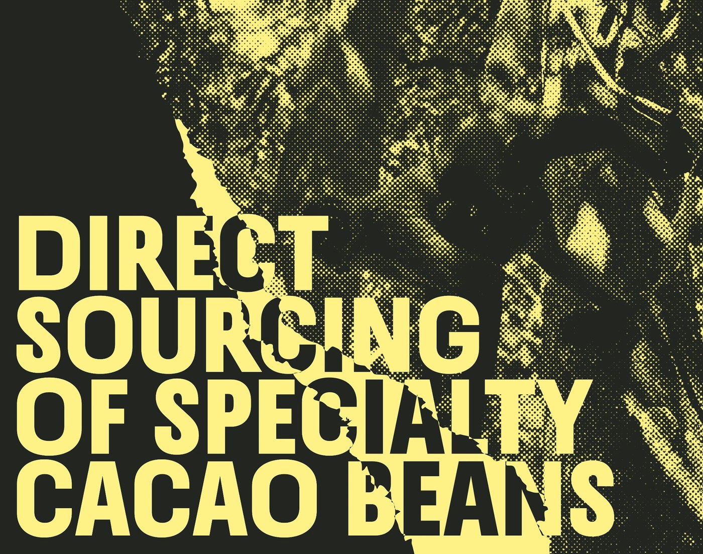 Direct sourcing of specialty cacao beans poster — branding design by Brand Brothers