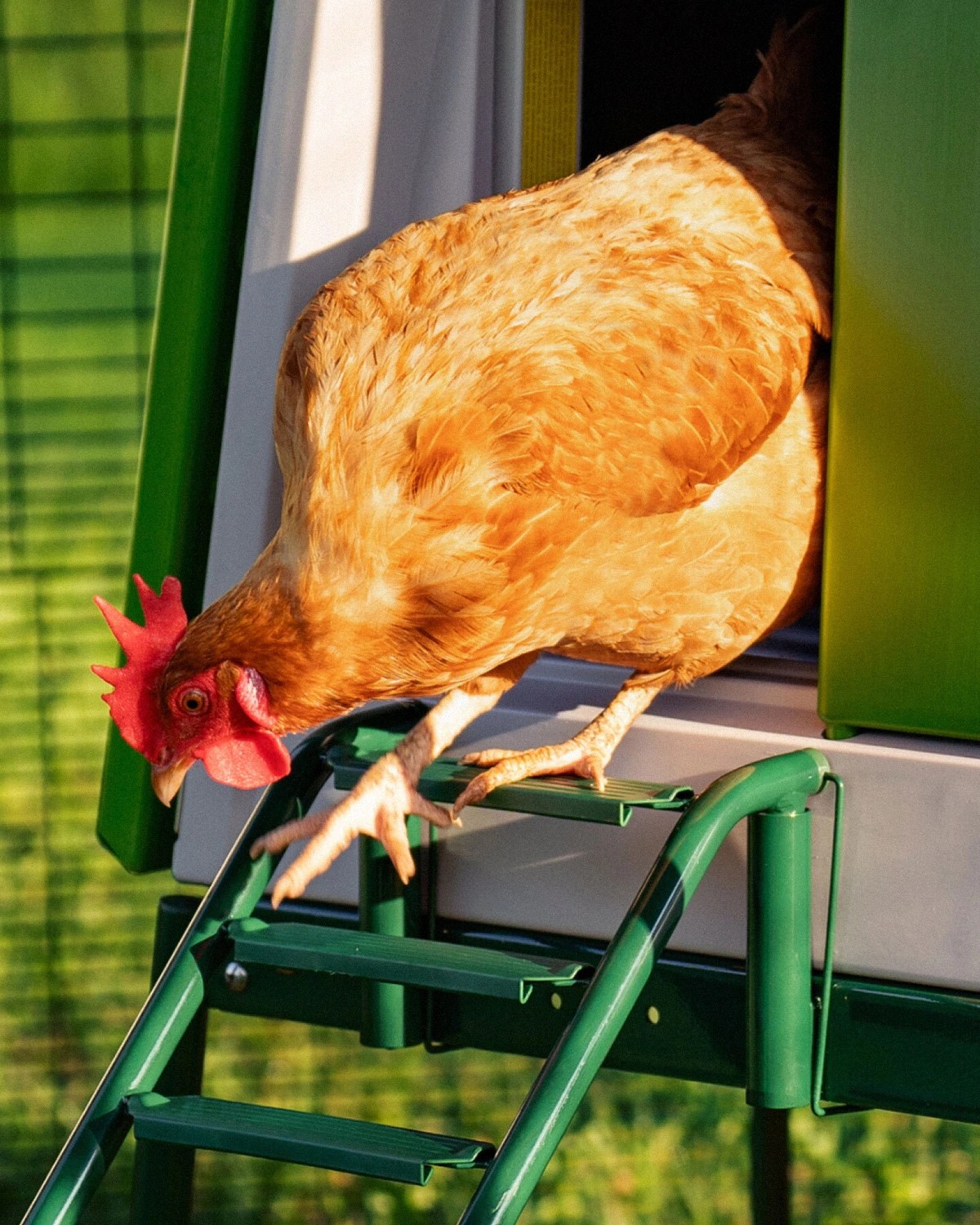 Sunlit backyard photography of a hen stepping down the powder-coated green Eglu coop ladder in Omlet brand identity