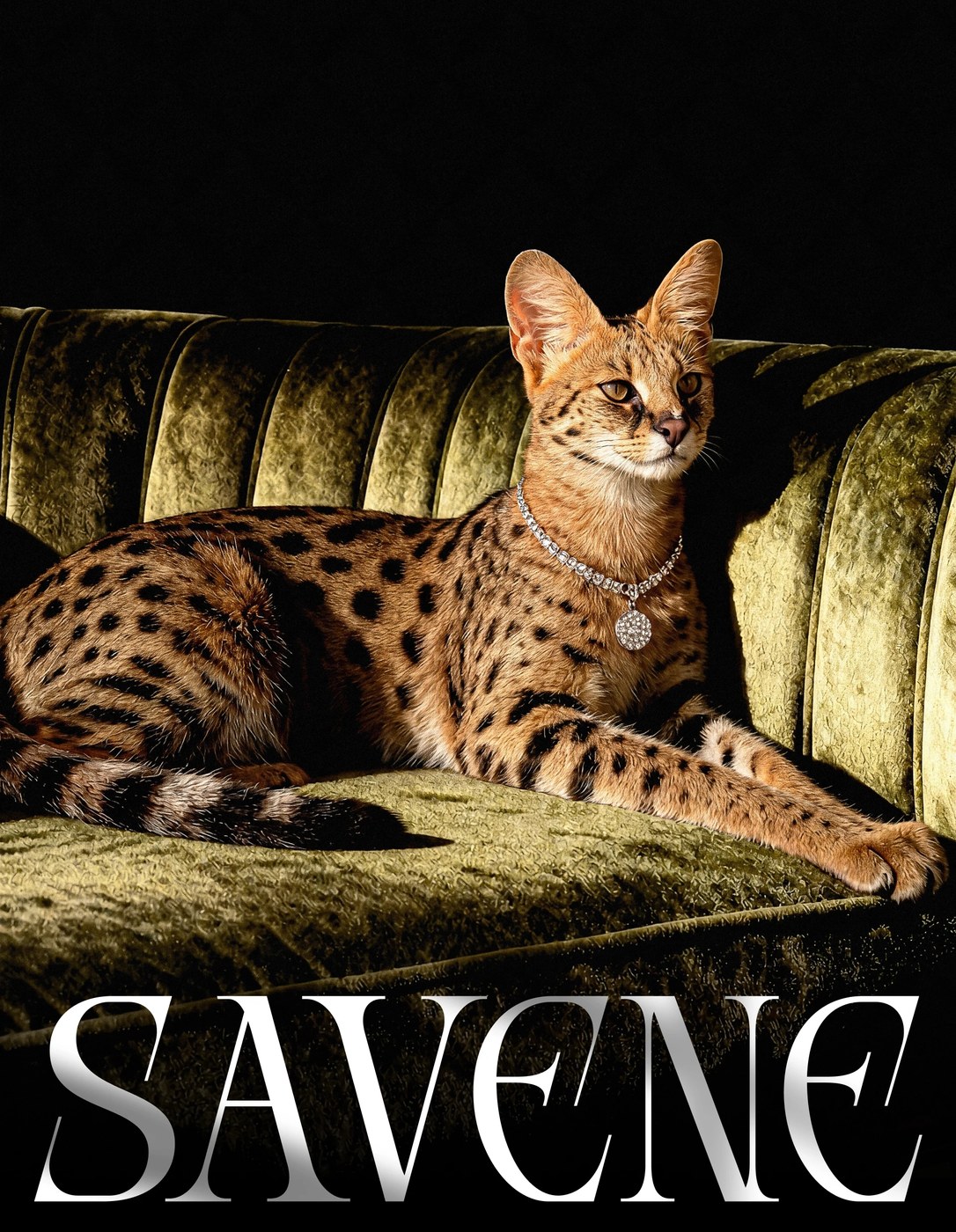 Savene jewelry brand identity showing cat visual concept representing autonomy
