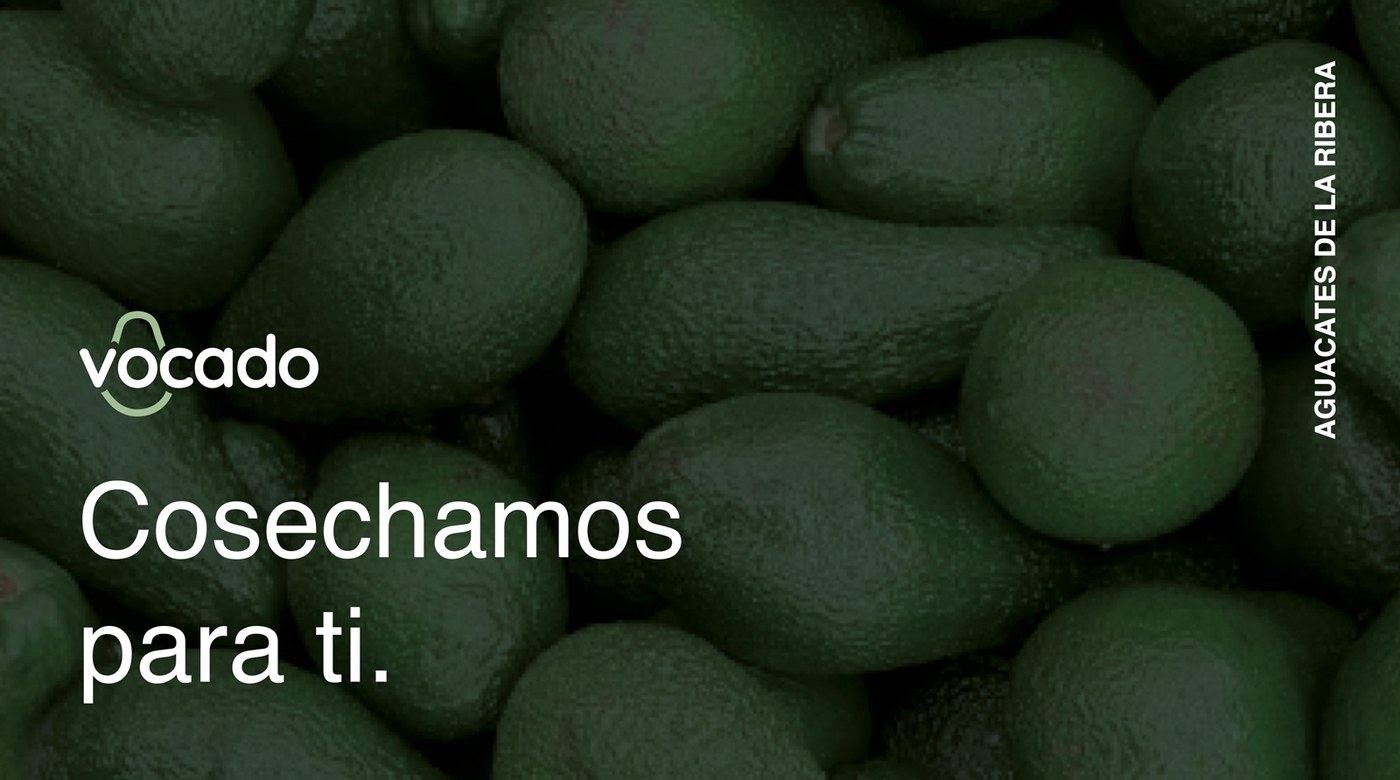 Branding Design: Vocado by Estudio E