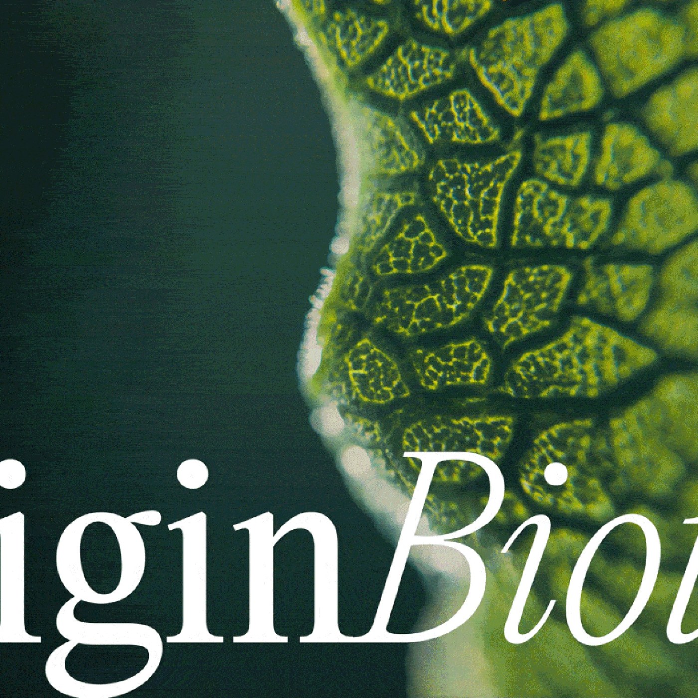 Originbiotics by Maja Regula: Nature-Inspired Packaging and Brand Identity Design