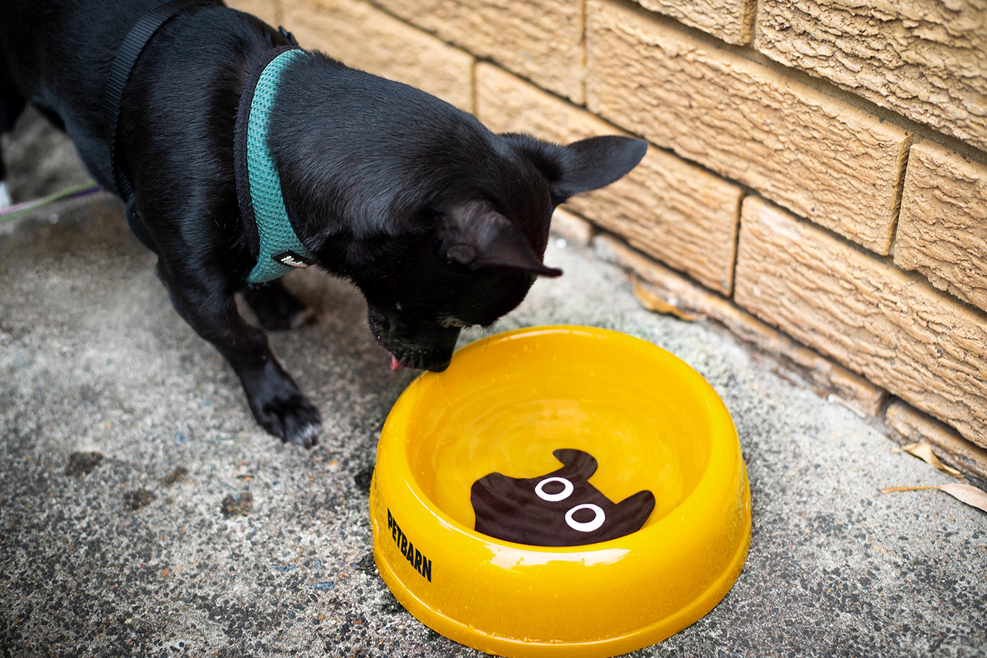 Petbarn Visual Identity Branding by Landor Australia