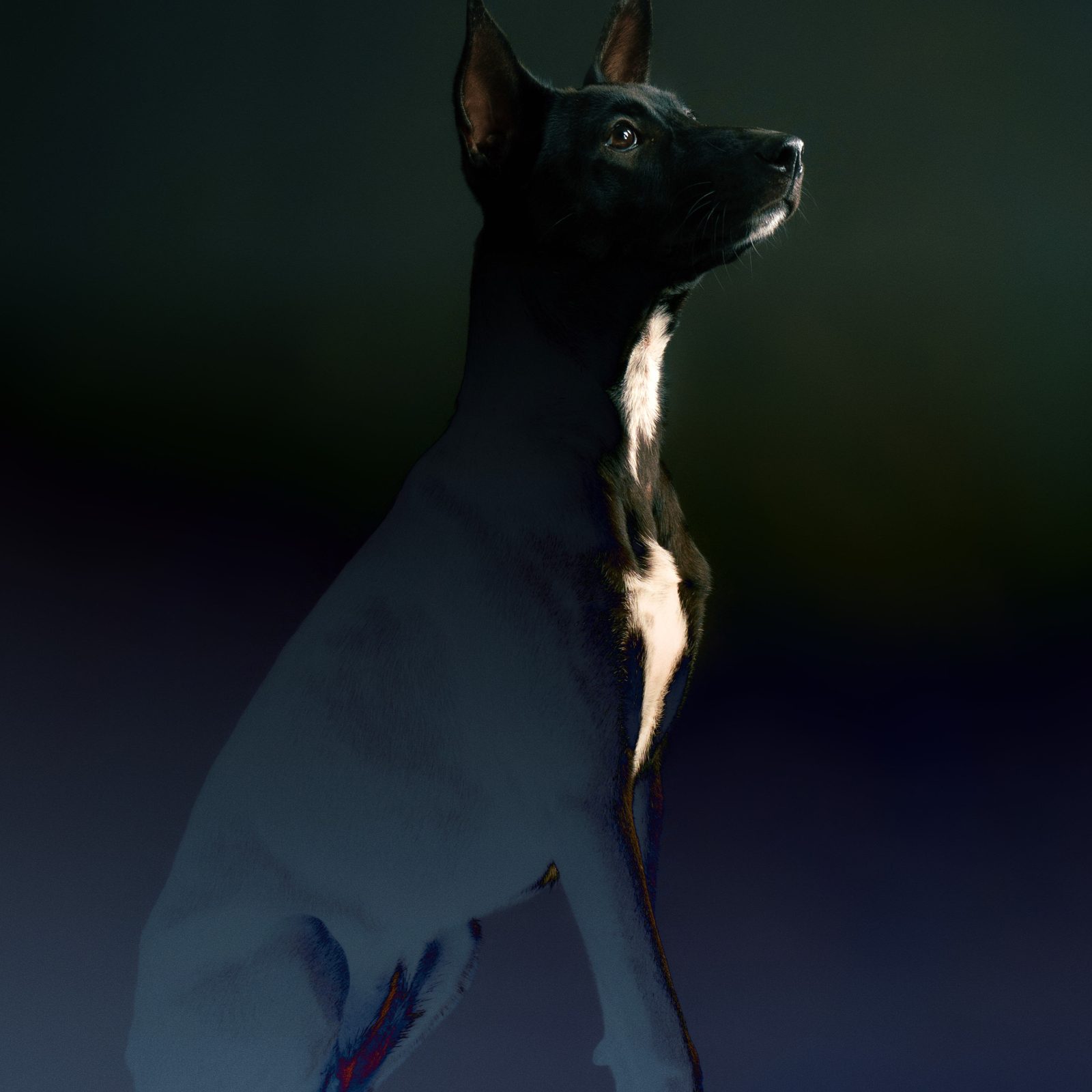 Unleash pet storytelling branding cinematic studio portrait of black dog