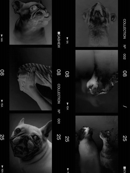 Unleash pet storytelling branding animated film light leak photo transition loop