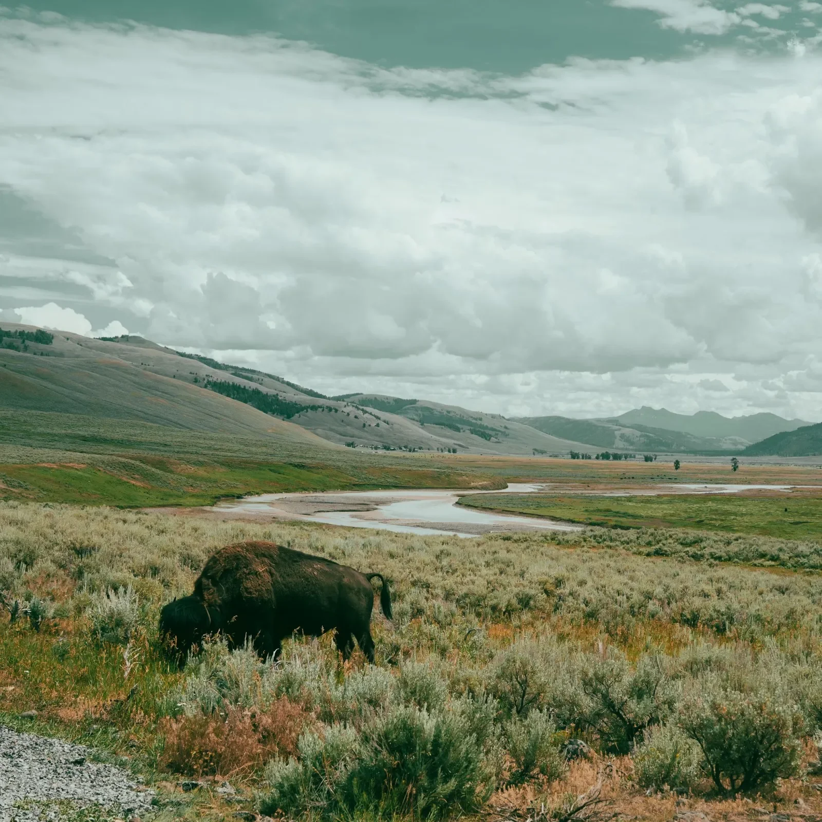 San Francisco to Yellowstone: A Photography Journey