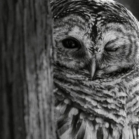 Jeep Cherokee Hybrid Wildlife Photography Campaign