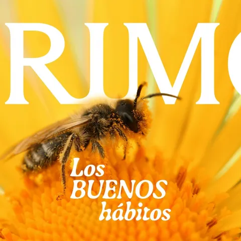 Primo Honey | Packaging Design by Brandsummit Studio